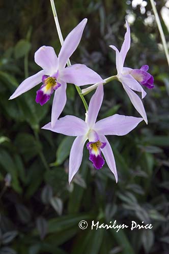 Unidentified orchid, Denver Botanical Gardens, Denver, CO