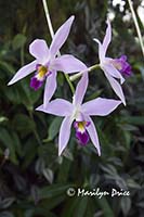 Unidentified orchid, Denver Botanical Gardens, Denver, CO