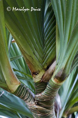 Palm leaf patterns, Denver Botanical Gardens, Denver, CO