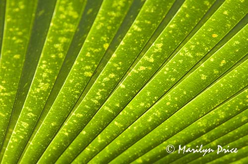 Palm leaf patterns, Denver Botanical Gardens, Denver, CO