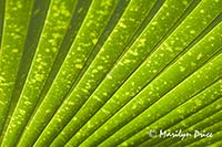 Palm leaf patterns, Denver Botanical Gardens, Denver, CO