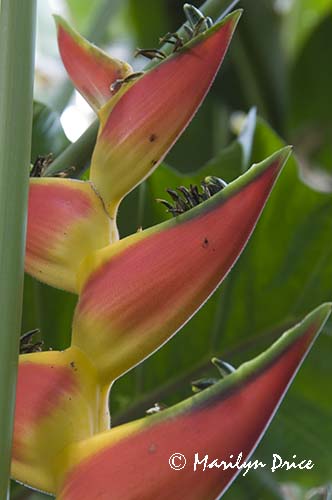 Ginger, Denver Botanical Gardens, Denver, CO