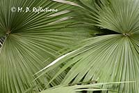 Palm leaf patterns, Denver Botanical Gardens, Denver, CO