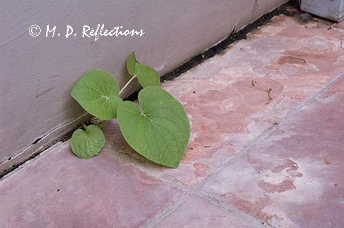 Survival - a plant sprouts among the floor tiles, Denver Botanical Gardens, Denver, CO