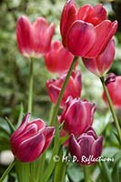 Tulips, Denver Botanical Gardens, Denver, CO