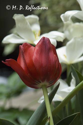 Tulips, Denver Botanical Gardens, Denver, CO