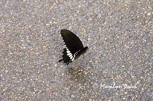 Common Mormon butterfly (male) (Papilio polytes)