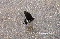 Common Mormon butterfly (male) (Papilio polytes)