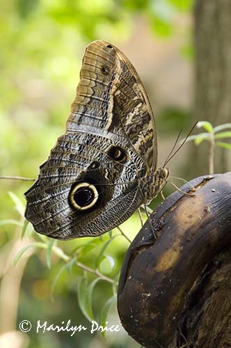 Tawny Owl butterfly (Caligo memnon (Brassolidae)) dines on a rotting banana