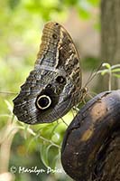 Tawny Owl butterfly (Caligo memnon (Brassolidae)) dines on a rotting banana