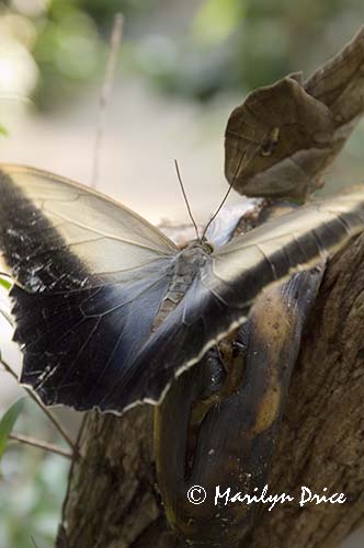 Tawny Owl butterfly (Caligo memnon (Brassolidae)) dines on a rotting banana