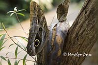 Tawny Owl butterfly (Caligo memnon (Brassolidae)) dines on a rotting banana