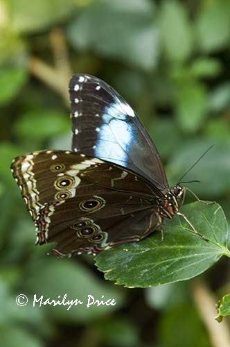 Achilies or Blue-banded Morpho butterfly (Morpho achilies)