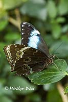 Achilies or Blue-banded Morpho butterfly (Morpho achilies)
