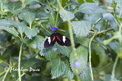 Common Postman butterfly (Heliconius erato)