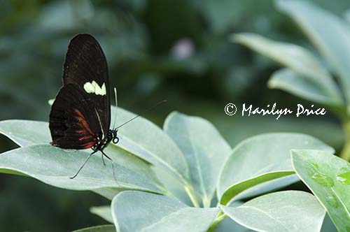 Common Postman butterfly (Heliconius erato)