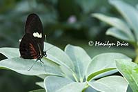 Common Postman butterfly (Heliconius erato)