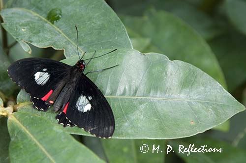 Common Cattleheart butterfly (Parides iphidamas)
