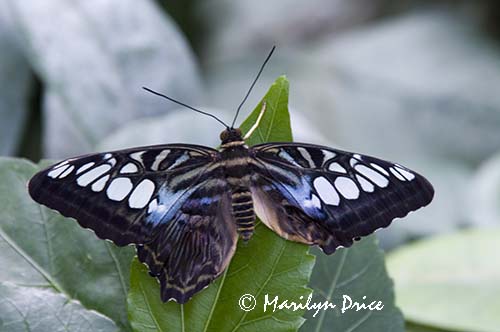 Clipper butterfly (Parthenos sylvia)