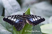 Clipper butterfly (Parthenos sylvia)