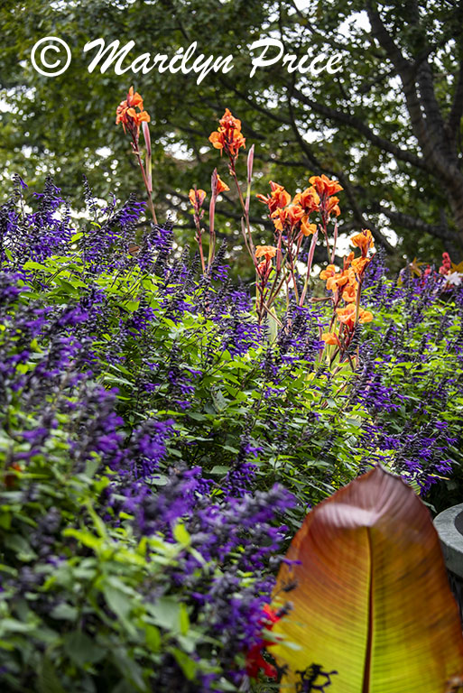 Gardens of the Empress Hotel, Victoria, BC, Canada