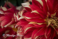 Dahlia, Empress Hotel, Victoria, BC, Canada