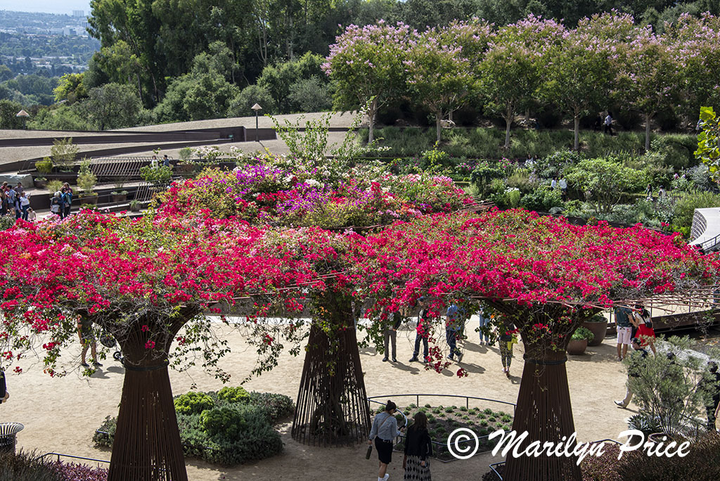 Bougainvillea, Getty Museum, Los Angeles, CA