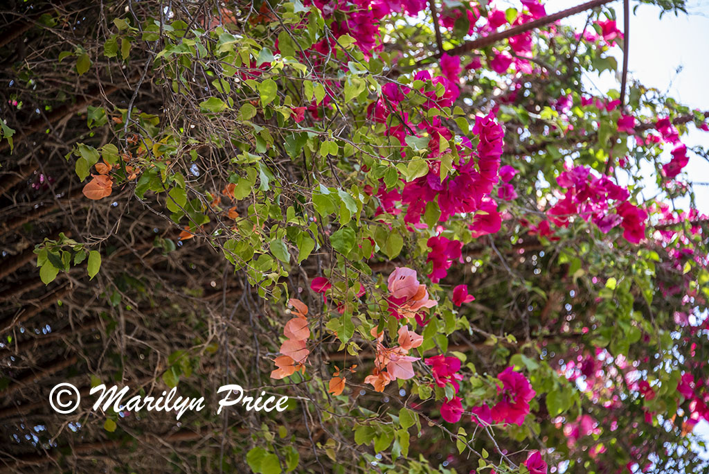 Bougainvillea, Getty Museum, Los Angeles, CA