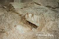 Fossil of a camarasaurus head on the Wall of Bones, Dinosaur National Monument, CO