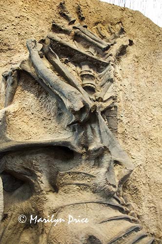 Fossils on the Wall of Bones, Dinosaur National Monument, CO