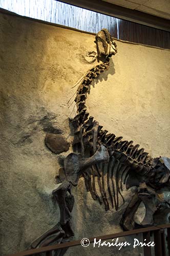 Skeleton cast of a camarasaurus juvenile, Dinosaur National Monument, CO