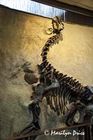Skeleton cast of a camarasaurus juvenile, Dinosaur National Monument, CO