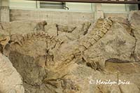 Fossils on the Wall of Bones, Dinosaur National Monument, CO