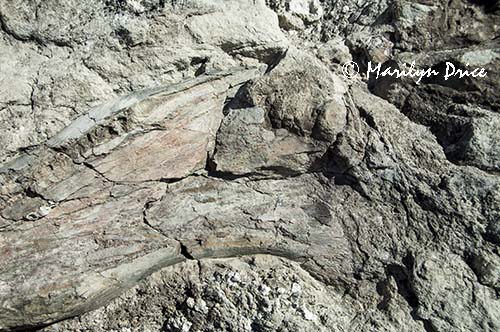 Fossilized dinosaur bone, Dinosaur National Monument, CO