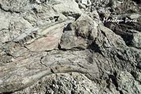 Fossilized dinosaur bone, Dinosaur National Monument, CO