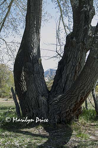 Large cottonwood tree at Josie's cabin, Dinosaur National Monument, CO