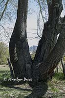 Large cottonwood tree at Josie's cabin, Dinosaur National Monument, CO