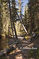 Carl sits by the side of the trail running along the Colorado River near its source, Colorado River Trail, Rocky Mountain National Park, CO