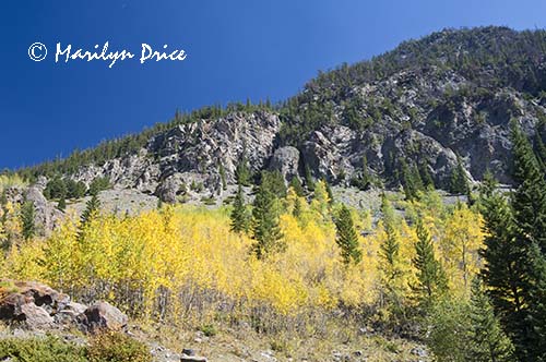 Aspen trees, Colorado River Trail, Rocky Mountain National Park, CO