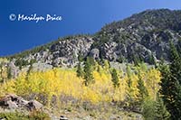 Aspen trees, Colorado River Trail, Rocky Mountain National Park, CO