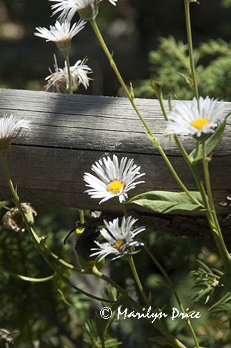 Daisies against a log fence