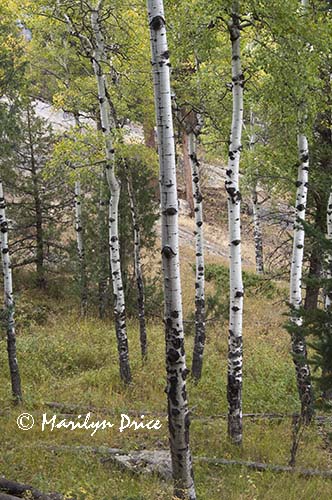 Aspen trees, Cub Lake Trail, Rocky Mountain National Park, CO