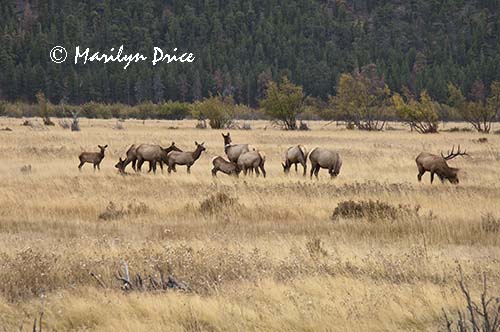 Elk, Moraine Park, Rocky Mountain National Park, CO