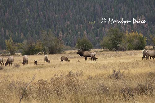 Elk, Moraine Park, Rocky Mountain National Park, CO