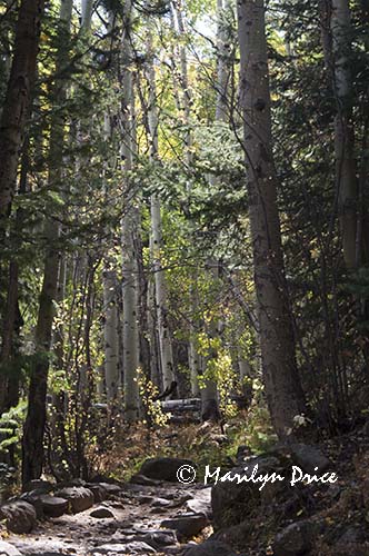 Cub Lake Trail winds through an aspen grove, Rocky Mountain National Park, CO