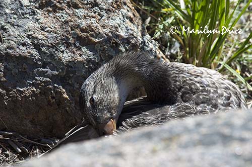 Duck preening