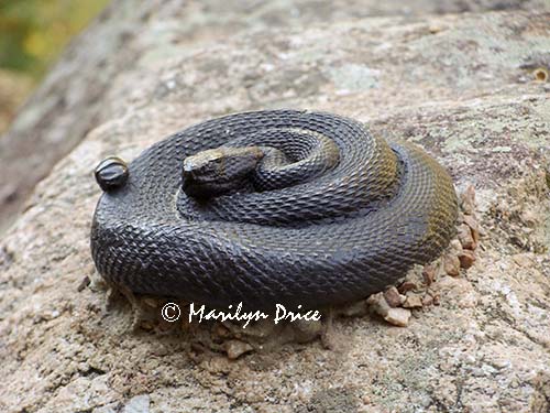 Sculpted rattlesnake on a rock, Eldorado Canyon State Park, CO