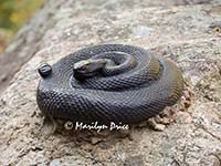 Sculpted rattlesnake on a rock, Eldorado Canyon State Park, CO