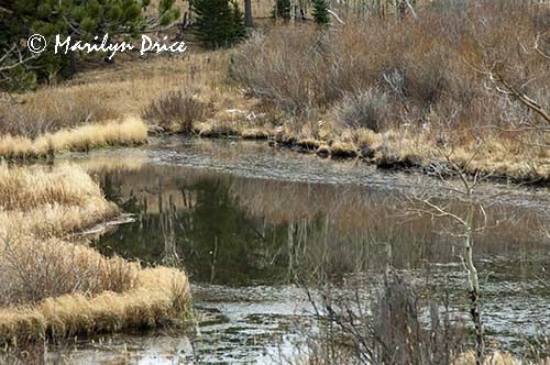 Pond formed by beaver dam, Caribou Ranch Open Space, CO