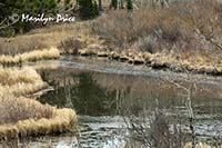 Pond formed by beaver dam, Caribou Ranch Open Space, CO